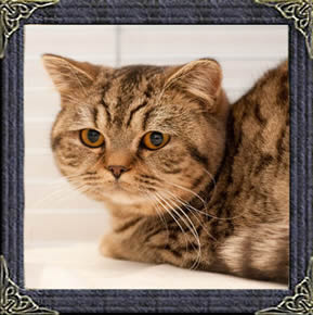 Dotty - brown spotted british shorthaired cat